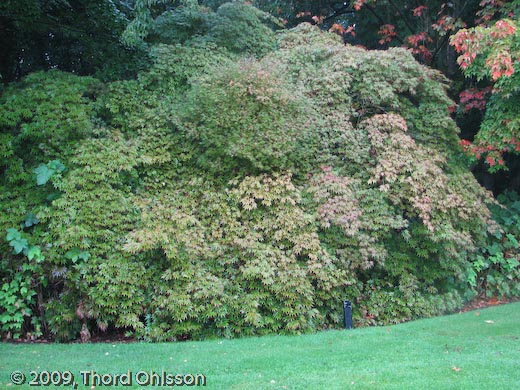 Acer palmatum 'Nicholsonii',